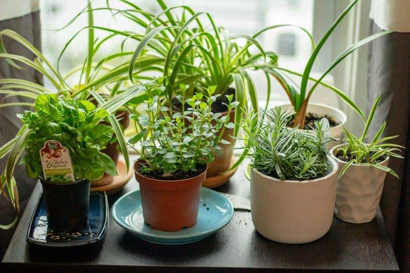 MapleBloom Garden Co. 5
